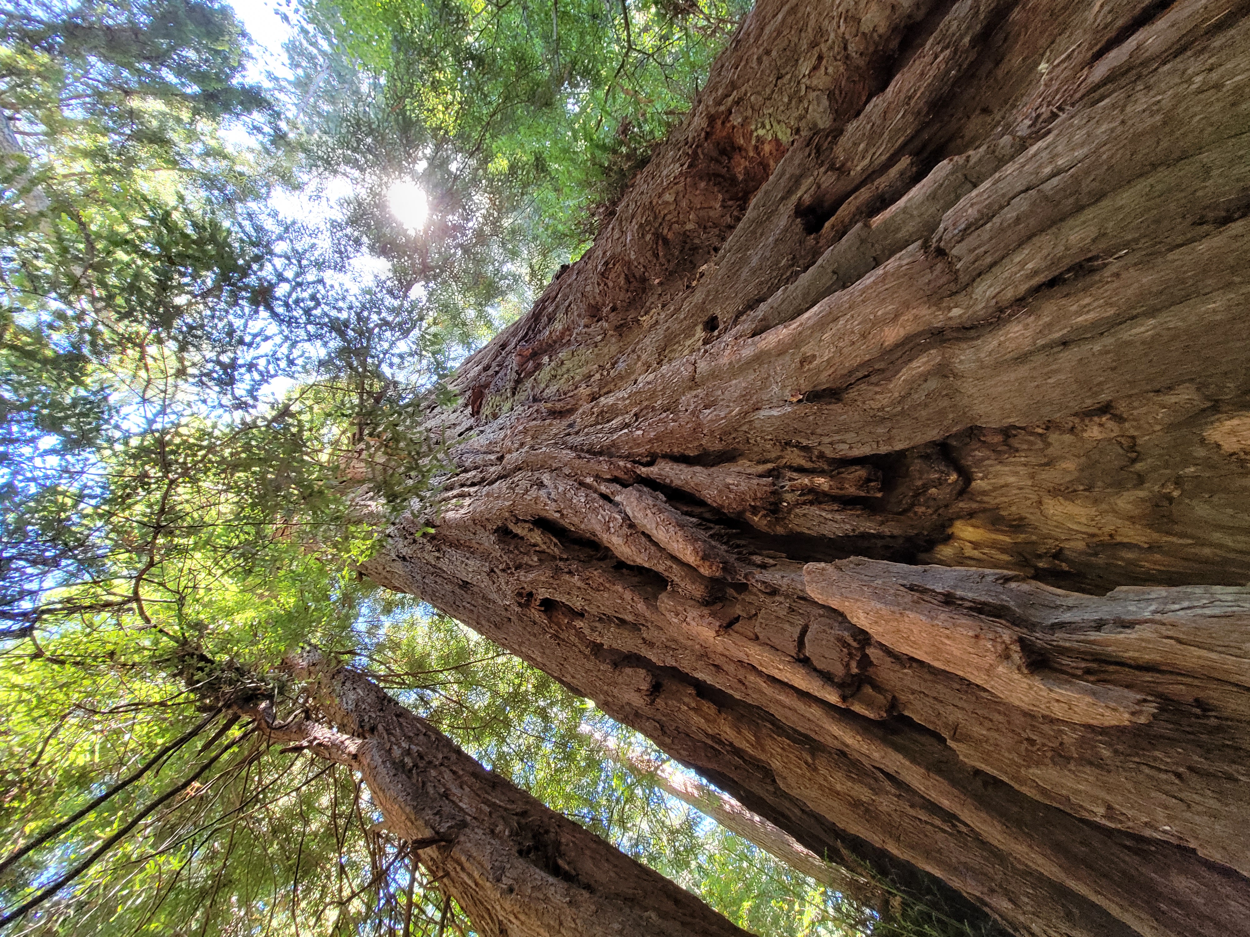 tree with bark