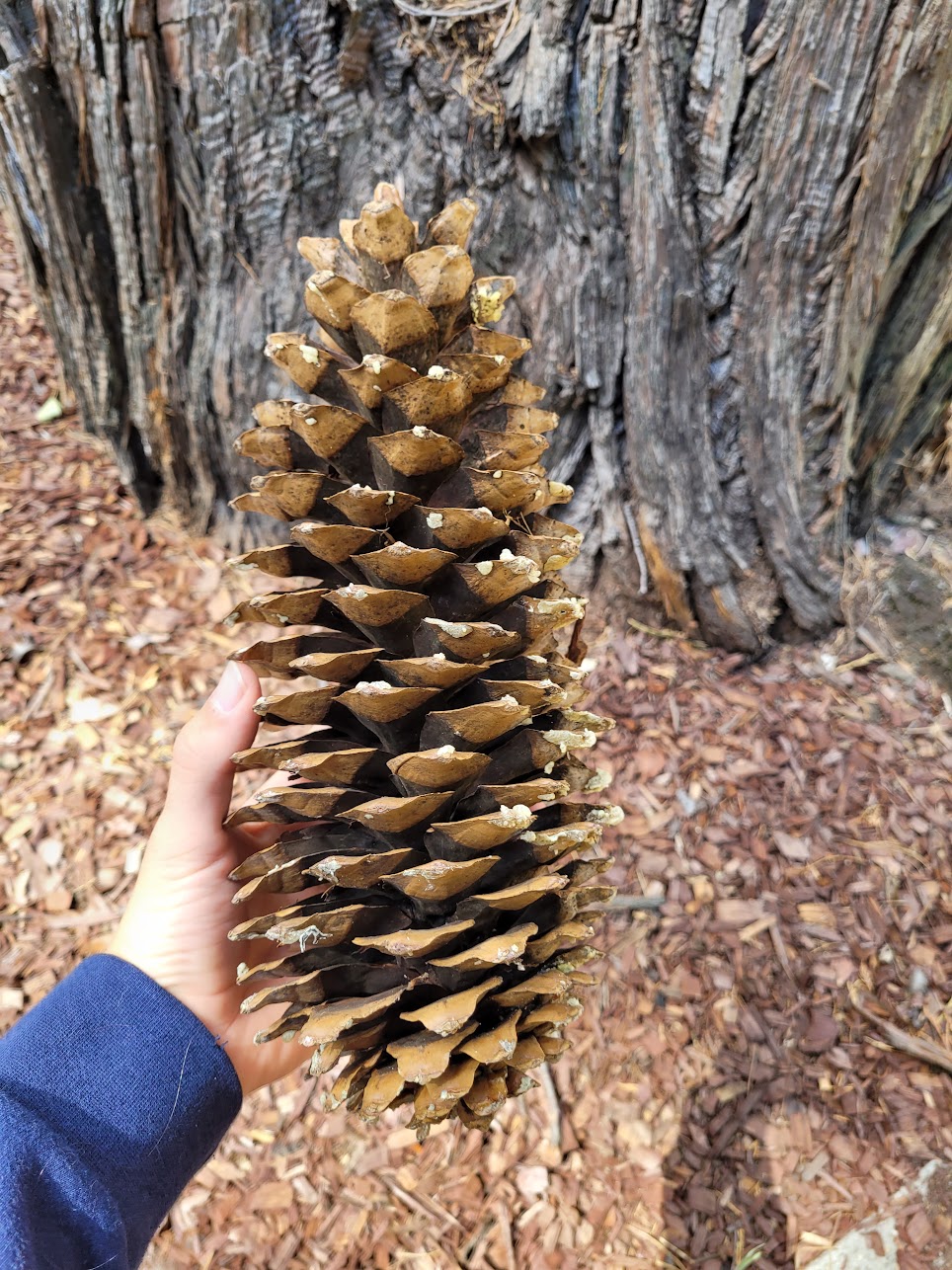 giant-pinecone.jpg