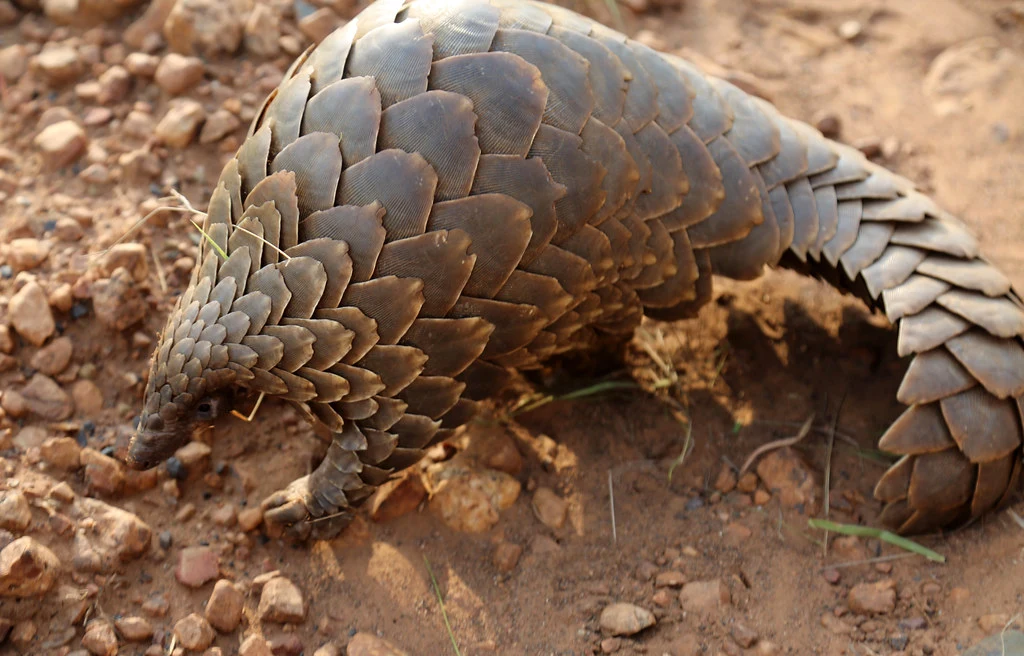 pangolin.jpeg