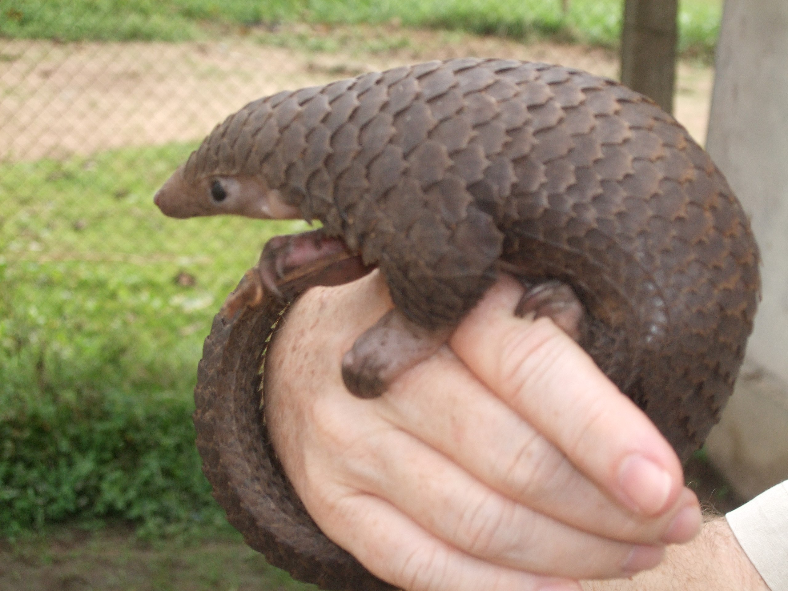 pangolin2.jpg