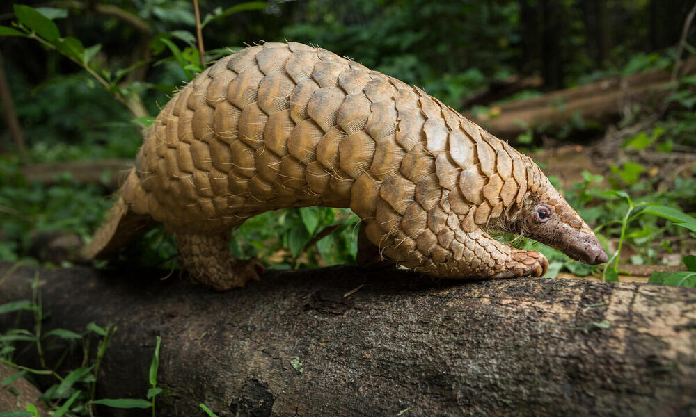 pangolin3.jpg