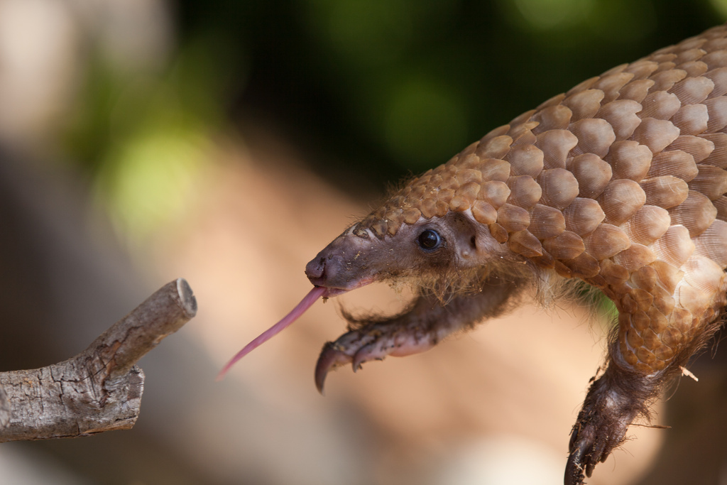 pangolin4.jpg