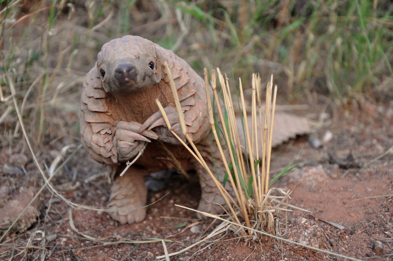 pangolin5.jpg