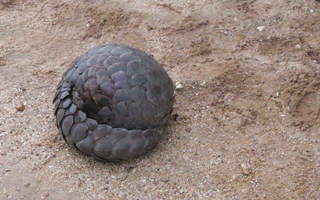 pangolin rolling